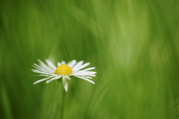 포토 JPG 해외이미지 식물 계절 꽃잎 꽃 줄기 백그라운드 컨셉 꽃무늬 패턴 자연 추상 풍경 사람없음 초록색 여름 빛 컬러풀 햇빛 노란색 정원 봄 성장 벚꽃 흰색 신용카드 허브 싱글 질감 데이지 내추럴 캐모마일 해외202004 해외포토 컬러 무늬 금융 태양 생태계 파일형식 이미지허브