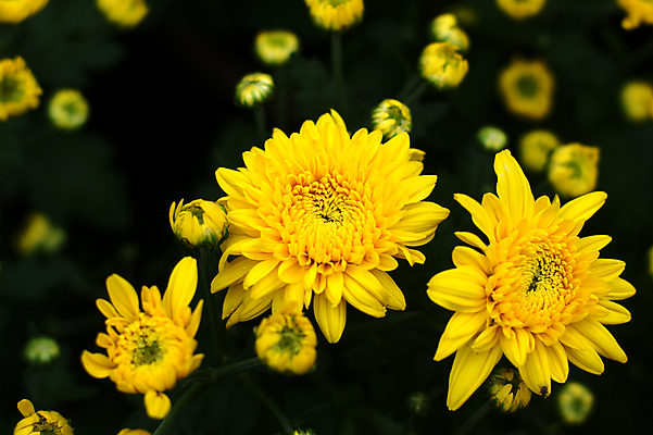 포토 JPG 해외이미지 국화 사람없음 침묵 해외202004 해외포토 꽃 소리 파일형식 이미지허브