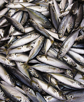 포토 JPG 해외이미지 동물 접시 음식 바다 백그라운드 다이어트 학교 자연 낚시 건강 저울 육류 어류 요리 사람없음 물 노란색 세일 주방 식사 저녁식사 젖음 흰색 신선 잡기 시장 구매 은색 참치 심볼 해산물 꼬리 날것 지느러미 소매 슈퍼마켓 단백질 생식 해외202004 해외포토 자연요소 식기 교육 컬러 식재료 모션 레저 쇼핑 상점 수중동물 생태계 영양소 파일형식 이미지허브