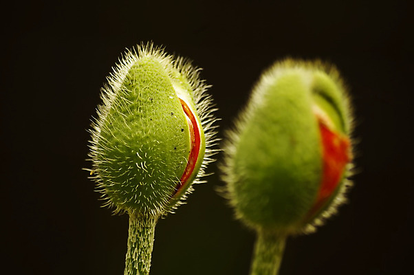 포토 JPG 해외이미지 식물 디자인 계절 꽃잎 꽃 줄기 백그라운드 잎 2 꽃무늬 밭 자연 프레임 사람없음 장식 빨간색 초록색 여름 빛 정원 보라색 들꽃 달력 벚꽃 흰색 쌍 투명 개화 자르기 다발 배열 각도 양귀비 내추럴 고립 넘어짐 해외202004 해외포토 컬러 무늬 농업 모션 생태계 파일형식 이미지허브