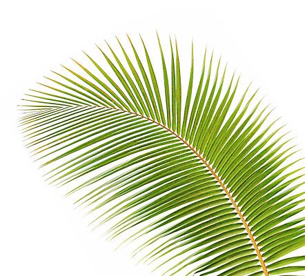 포토 JPG 해외이미지 나무 식물 줄기 백그라운드 잎 패턴 곡선 자연 손바닥 사람없음 초록색 여름 성장 흰색 나뭇가지 숲 코코넛 고립 해외202004 해외포토 손 계절 선 컬러 무늬 과일 생태계 파일형식 이미지허브