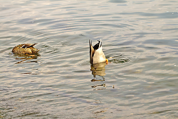 포토 JPG 해외이미지 동물 남자 야생동물 백그라운드 자연 조류 오리 사람없음 물 갈색 노란색 작음 부리 솜털 청둥오리 해외202004 해외포토 자연요소 컬러 사람 크기 생태계 파일형식 이미지허브