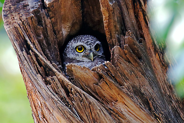 포토 JPG 해외이미지 나무 동물 여자 남자 아시아 얼굴 야생동물 백그라운드 날개 자연 조류 사람없음 야외 목재 가로 초록색 컬러풀 머리 환경 나뭇가지 점 막대기 닫기 둥지 숲 깃털 꼬리 부리 서식지 생태학 이국적 해외202004 해외포토 식물 교육 나라 컬러 재료 모션 사람 신체부위 생태계 파일형식 이미지허브