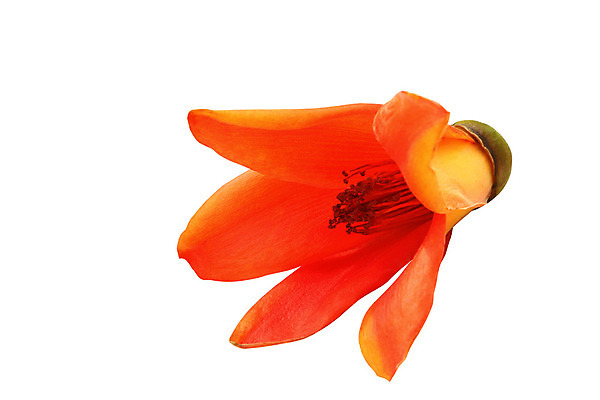 포토 JPG 해외이미지 나무 식물 꽃잎 꽃 아시아 문화 길 줄기 백그라운드 오렌지 자연 동양인 사람없음 장식 빨간색 컬러풀 약 정원 중국 에너지 벚꽃 흰색 나뭇가지 신선 면 뜨거움 행운 실크 자르기 허브 묘사 원예 질감 베트남 고립 플로리다 해외202004 해외포토 나라 컬러 컨셉 과일 의학 모션 인종 취미 동남아시아 미국 직물 생태계 파일형식 이미지허브