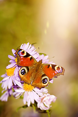 포토 JPG 해외이미지 식물 동물 계절 공원 꽃 나비 곤충 백그라운드 꽃무늬 패턴 날개 오렌지 자연 사람없음 빨간색 초록색 여름 컬러풀 노란색 환경 정원 보라색 검은색 봄 벚꽃 우아함 공작 작음 허브 심볼 해외202004 해외포토 공공시설 컬러 컨셉 무늬 과일 조류 크기 생태계 파일형식 이미지허브