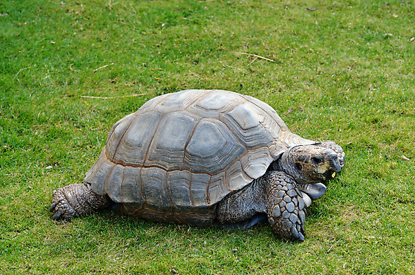 포토 JPG 해외이미지 동물 얼굴 야생동물 여행 잎 파충류 아프리카 자연 초식동물 동물원 저울 종류 사람없음 야외 머리 환경 껍질 행운 거북이 보호 큼 먹기 묘사 갈라파고스 멸종 느림 거인 기어가기 옛날 채식주의자 해골모형 해외202004 해외포토 식물 나라 컨셉 모션 신체부위 모형 크기 생태계 채식 에콰도르 파일형식 이미지허브