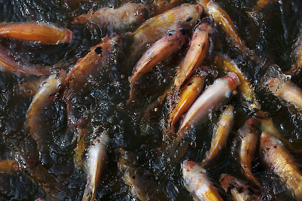 포토 JPG 해외이미지 식물 동물 전통 아시아 호수 야생동물 선 음식 백그라운드 오렌지 자연 표면 휴식 어류 동양인 사람없음 야외 빨간색 초록색 물 강 컬러풀 노란색 평화 정원 일본 수영 중국 침묵 흰색 연못 신선 행운 황금 금붕어 조경 수족관 잉어 해외202004 해외포토 자연요소 나라 컬러 컨셉 과일 인종 수중동물 소리 수상스포츠 생태계 파일형식 이미지허브