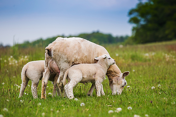 포토 JPG 해외이미지 동물 여자 백그라운드 밭 농업 포유류 자연 엄마 영국 잉글랜드 풍경 사람없음 야외 초록색 여름 농장 농경지 가축 봄 시골 아기 신생아 양 농부 방목 양고기 내추럴 양모 기르기 밭일 해외202004 해외포토 직업 계절 유럽 산업 컬러 가족 육류 사람 직물 축산업 생태계 돌봄 파일형식 이미지허브