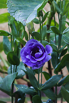 포토 JPG 해외이미지 식물 공원 꽃잎 꽃 줄기 백그라운드 꽃무늬 밭 자연 사람없음 야외 장식 초록색 여름 빛 컬러풀 머리 정원 보라색 활발 벚꽃 신선 개화 닫기 제비꽃 묘사 내추럴 해외202004 해외포토 계절 공공시설 컬러 컨셉 무늬 농업 모션 신체부위 생태계 파일형식 이미지허브