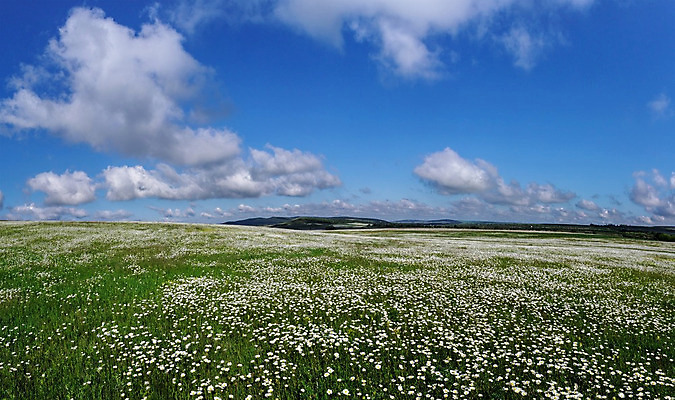 포토 JPG 해외이미지 식물 구름 계절 꽃 꽃무늬 밭 자연 하늘 파노라마 풍경 사람없음 야외 초록색 여름 파란색 햇빛 태양 농장 노란색 일출 정원 맑음 일몰 봄 새벽 벚꽃 흰색 시골 신선 땅 허브 데이지 장면 내추럴 캐모마일 평야 수평선 해외202004 해외포토 자연요소 컬러 무늬 농업 날씨 촬영기법 노을 생태계 파일형식 이미지허브