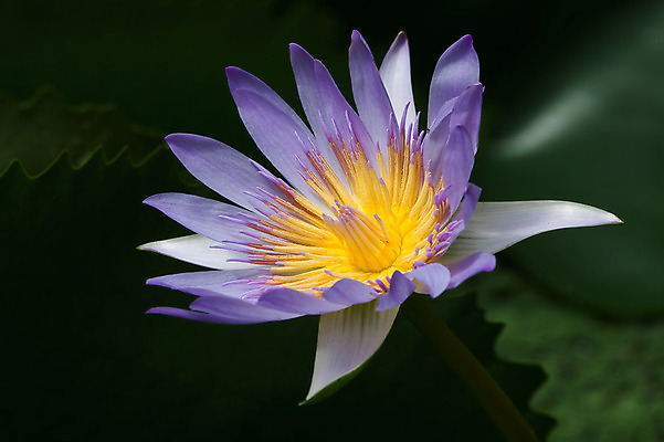 포토 JPG 해외이미지 식물 공원 꽃잎 꽃 백그라운드 잎 꽃무늬 자연 표면 동양인 사람없음 야외 가로 파란색 환경 정원 보라색 검은색 침묵 벚꽃 개화 부드러움 내추럴 강렬 이국적 취급주의 해외202004 해외포토 공공시설 컬러 무늬 경고 인종 소리 감각 생태계 파일형식 이미지허브