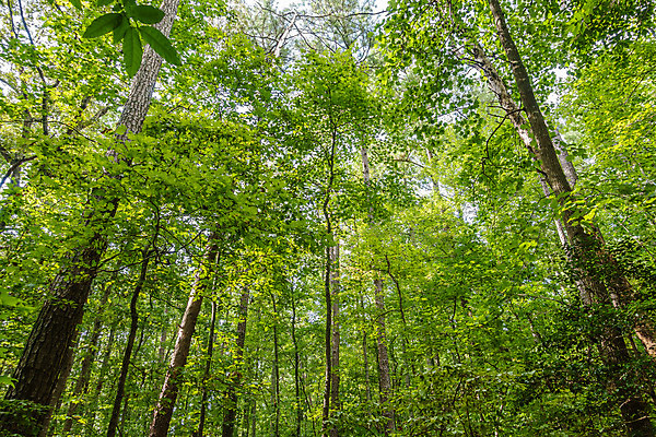 포토 JPG 해외이미지 나무 식물 계절 공원 백그라운드 잎 자연 풍경 사람없음 야외 목재 초록색 여름 빛 햇빛 환경 맑음 침묵 봄 나뭇가지 신선 숲 내추럴 해외202004 해외포토 공공시설 컬러 재료 날씨 태양 소리 생태계 파일형식 이미지허브