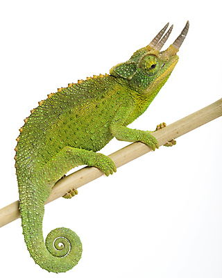 포토 JPG 해외이미지 동물 응시 야생동물 패턴 파충류 자연 뿔 사람없음 초록색 반려동물 컬러풀 흰배경 도마뱀 이국적 카멜레온 해외202004 해외포토 멸종위기종 시선 컬러 백그라운드 무늬 흰색 생태계 파일형식 이미지허브