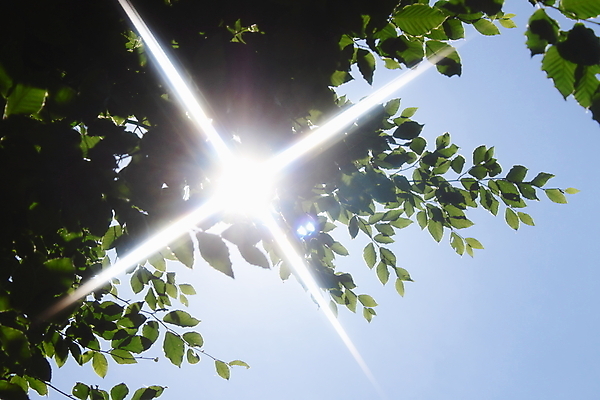 포토 JPG 해외이미지 나무 계절 잎 자연 사람없음 야외 목재 초록색 봄 신선 숲 생태계 해외202004 해외포토 식물 컬러 재료 파일형식 이미지허브