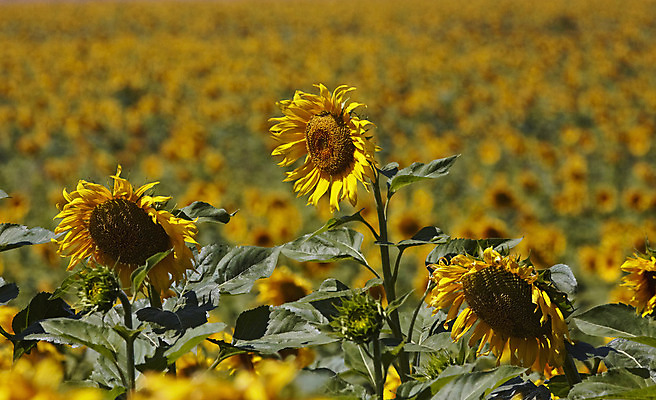 포토 JPG 해외이미지 식물 구름 꽃잎 꽃 행복 잎 꽃무늬 밭 오렌지 자연 하늘 해바라기 씨앗 사람없음 초록색 여름 빛 농작물 컬러풀 태양 노란색 정원 맑음 봄 이탈리아 광선 원형 닫기 꽃가루 내추럴 밭일 토스카나 해외202004 해외포토 자연요소 도형 계절 감정 유럽 컬러 무늬 농업 과일 모션 날씨 가루 생태계 파일형식 이미지허브