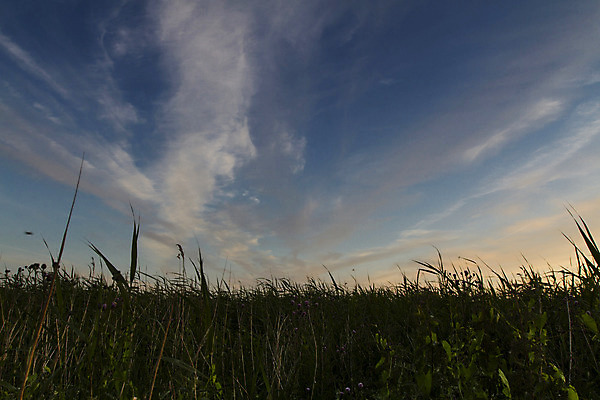 포토 JPG 해외이미지 식물 컨셉 밭 자연 하늘 덴마크 풍경 사람없음 초록색 여름 파란색 신선 스텝 평야 수평선 해외202004 해외포토 계절 컬러 농업 북유럽 생태계 파일형식 이미지허브