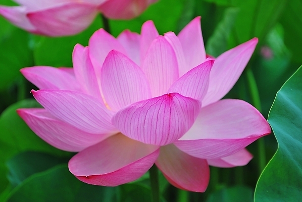 포토 JPG 해외이미지 계절 공원 꽃잎 꽃 종교 문화 선 분홍색 여행 백그라운드 컨셉 잎 불교 추상 연꽃 사람없음 초록색 여름 평화 정원 일본 침묵 고요 기쁨 벚꽃 흰색 연못 사찰 가득함 심볼 순수 명상 해외202004 해외포토 식물 공공시설 감정 아시아 컬러 무늬 종교건축 소리 파일형식 이미지허브