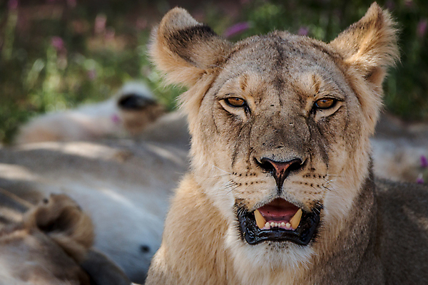 포토 JPG 해외이미지 동물 야생동물 여행 포유류 아프리카 자연 생물 털 동물원 사람없음 환경 고양이 힘 분노 황무지 위험 사자 큼 왕 모피 사파리 리더 육식동물 사냥꾼 멸종 사자자리 표범 내추럴 사바나 웅장함 해외202004 해외포토 직업 감정 나라 컨셉 반려동물 별자리 크기 생태계 파일형식 이미지허브