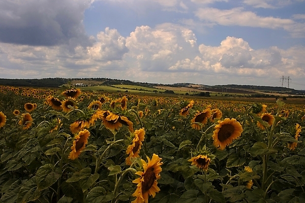 포토 JPG 해외이미지 식물 구름 꽃 잎 꽃무늬 농업 자연 하늘 해바라기 풍경 사람없음 초록색 여름 파란색 햇빛 태양 농경지 노란색 맑음 침묵 봄 성장 벚꽃 시골 신선 닫기 해외202004 해외포토 자연요소 계절 산업 컬러 무늬 모션 날씨 농장 소리 생태계 파일형식 이미지허브