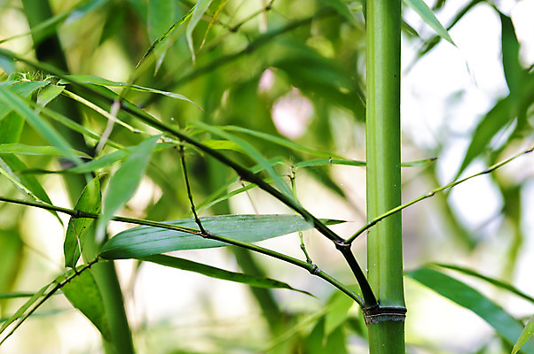 포토 JPG 해외이미지 나무 식물 아시아 줄기 백그라운드 잎 패턴 자연 추상 동양인 사람없음 초록색 여름 정원 중국 침묵 에너지 성장 나뭇가지 신선 숲 대나무 원예 질감 내추럴 이국적 총쏘기 해외202004 해외포토 계절 나라 컬러 무늬 모션 인종 취미 소리 생태계 파일형식 이미지허브