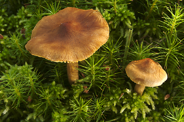 포토 JPG 해외이미지 식물 음식 잎 채소 자연 이끼 사람없음 야외 목재 초록색 컬러풀 갈색 환경 버섯 다양 성장 신선 수증기 숲 작음 유기농 날것 내추럴 곰팡이 삼림지대 식용 채식주의자 해외202004 해외포토 나무 웰빙 컬러 다수 재료 크기 생태계 채식 파일형식 이미지허브