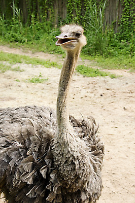 포토 JPG 해외이미지 동물 응시 시선 얼굴 야생동물 음식 아프리카 자연 조류 동물원 종류 동양인 사람없음 야외 농장 노란색 머리 회색 흰색 아기 관찰 뜨거움 사파리 깃털 부리 소금 목 멸종 타조 사하라 동물상 해외202004 해외포토 나라 컬러 농업 모션 사람 인종 신체부위 조형물 사막 생태계 파일형식 이미지허브