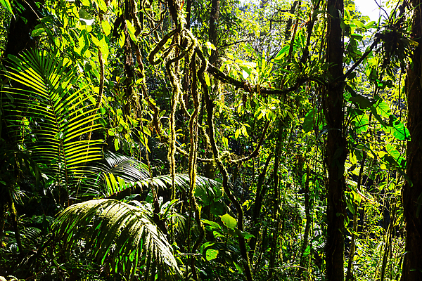 포토 JPG 해외이미지 나무 식물 여행 잎 자연 산 풍경 사람없음 야외 초록색 강 마을 환경 습기 젖음 안개 숲 하와이 소셜네트워크 필터 해외202004 해외포토 컬러 날씨 미국 생태계 파일형식 이미지허브