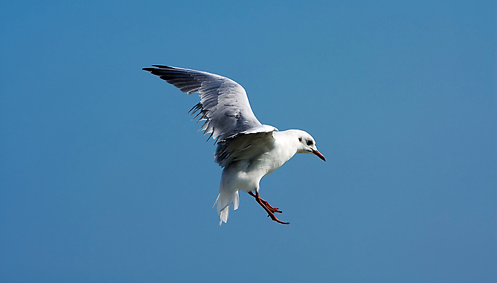 포토 JPG 해외이미지 동물 물결 야생동물 날개 자연 갈매기 조류 하늘 사람없음 야외 물 파란색 빛 평화 우주 침묵 자유 비행 오픈 깃털 싱글 꼬리 부리 계산서 무료 쉬운 해외202004 해외포토 자연요소 컬러 컨셉 소리 생태계 파일형식 이미지허브