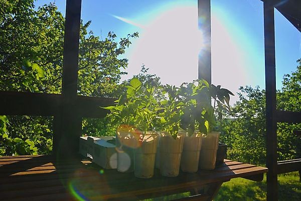 포토 JPG 해외이미지 나무 식물 계절 지구 줄기 백그라운드 컨셉 잎 농업 토마토 채소 자연 탁자 가지 피망 파프리카 건강 씨앗 사람없음 야외 목재 초록색 여름 농장 새싹 정원 흙 봄 공백 성장 업무 냄비 정상 작음 유기농 원예 먼지 후추 딜 땅바닥 모종 생태학 해외202004 해외포토 웰빙 교육 산업 컬러 가구 재료 바닥 취미 작업 솥 크기 향신료 생태계 파일형식 이미지허브