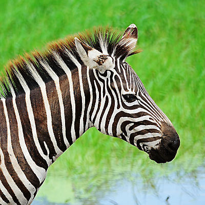 포토 JPG 해외이미지 동물 공원 야생동물 포유류 아프리카 자연 사람없음 검은색 줄무늬 흰색 황무지 사파리 얼룩말 전국 해외202004 해외포토 공공시설 나라 컬러 무늬 말_동물 생태계 파일형식 이미지허브