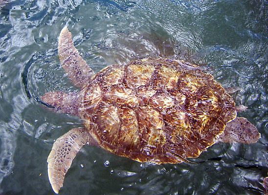 포토 JPG 해외이미지 야생동물 바다 어류 사람없음 물 수영 껍질 거북이 멸종 해외202004 해외포토 자연요소 동물 파충류 수중동물 수상스포츠 파일형식 이미지허브