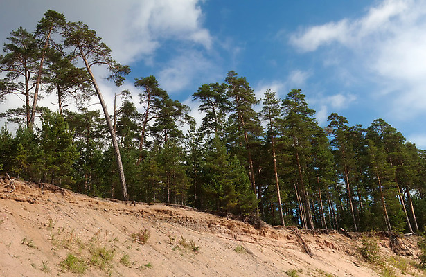 포토 JPG 해외이미지 나무 구름 계절 모래 백그라운드 자연 하늘 풍경 사람없음 야외 목재 가로 초록색 여름 파란색 빛 갈색 노란색 환경 흰색 신선 소나무 숲 생태계 내추럴 해외202004 해외포토 자연요소 식물 컬러 재료 파일형식 이미지허브