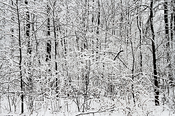 포토 JPG 해외이미지 나무 계절 겨울 자연 날씨 풍경 사람없음 야외 냉동 얼음 추위 흰색 나뭇가지 숲 12월 서리 장면 눈보라 내추럴 2월 눈내림 해외202004 해외포토 자연요소 식물 컬러 눈_날씨 날짜 생태계 파일형식 이미지허브