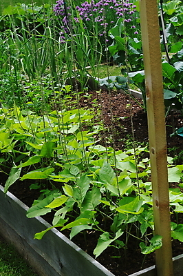 포토 JPG 해외이미지 식물 음식 채소 자연 하늘 양파 콩 건강 사람없음 초록색 정원 식사 신선 도시 유기농 원예 날것 장면 내추럴 해외202004 해외포토 웰빙 컬러 곡류 취미 생태계 파일형식 이미지허브