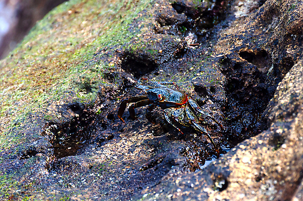 포토 JPG 해외이미지 동물 공원 야생동물 바다 백그라운드 자연 생물 국립공원 종류 갑각류 사람없음 야외 여름 컬러풀 환경 게 껍질 바위 남아메리카 닫기 보호 작음 묘사 에콰도르 해외202004 해외포토 계절 공공시설 컬러 컨셉 모션 아메리카 돌_바위 크기 생태계 파일형식 이미지허브