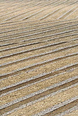 포토 JPG 해외이미지 주간 아시아 문화 선 백그라운드 패턴 밭 농업 채소 자연 추상 수박 풍경 사람없음 야외 세로 강 농장 노란색 평화 환경 검은색 화목 침묵 고요 시골 대만 장면 해외202004 해외포토 자연요소 나라 산업 컬러 컨셉 무늬 과일 소리 생태계 파일형식 이미지허브