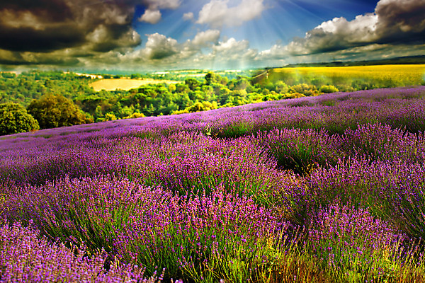 포토 JPG 해외이미지 식물 꽃 유럽 선 여행 백그라운드 패턴 밭 자연 벽지 풍경 사람없음 야외 여름 파란색 컬러풀 맑음 보라색 화장품 프랑스 벚꽃 시골 신용카드 개화 땅 제비꽃 향수 질감 향기 아로마테라피 라벤더 7월 내추럴 프랑스어 줄서기 프로방스 수평선 해외202004 해외포토 문자 계절 나라 컬러 무늬 농업 모션 날씨 금융 뷰티 날짜 허브 생태계 냄새 테라피 파일형식 이미지허브