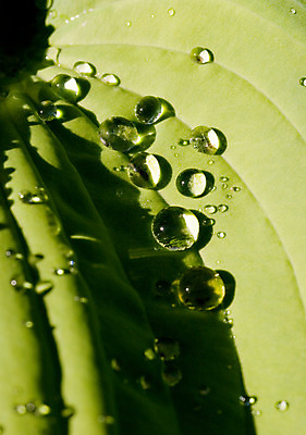 포토 JPG 해외이미지 식물 백그라운드 잎 자연 그림자 사람없음 초록색 물 태양 젖음 촉촉함 물방울 닫기 떨어짐 이슬 수분 묘사 질감 내추럴 해외202004 해외포토 자연요소 컬러 컨셉 모션 생태계 파일형식 이미지허브