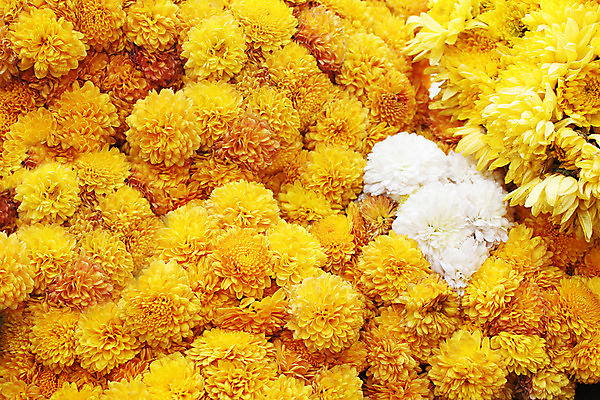 포토 JPG 해외이미지 식물 꽃잎 꽃 행복 꽃무늬 자연 해바라기 씨앗 사람없음 여름 컬러풀 노란색 정원 맑음 벚꽃 원형 개화 유기농 원예 꽃가루 내추럴 넘어짐 해외202004 해외포토 도형 웰빙 계절 감정 컬러 무늬 모션 날씨 취미 가루 생태계 파일형식 이미지허브