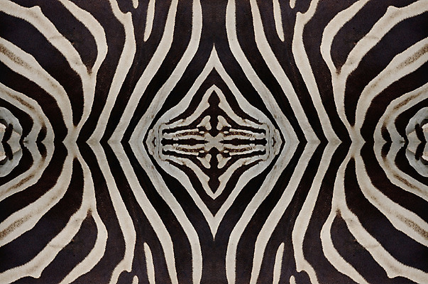 포토 JPG 해외이미지 동물 디자인 야생동물 패턴 포유류 아프리카 자연 털 사람없음 검은색 줄무늬 흰색 피부 질감 얼룩말 사바나 전국 해외202004 해외포토 나라 컬러 무늬 신체부위 말_동물 생태계 파일형식 이미지허브