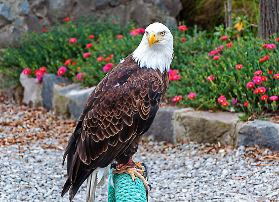 포토 JPG 해외이미지 주간 야생동물 사람없음 야외 독수리 흰머리독수리 해외202004 해외포토 자연요소 동물 조류 파일형식 이미지허브