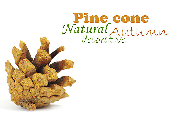 포토 JPG 해외이미지 식물 전통 계절 문화 클리핑패스 크리스마스 겨울 자연 휴가 씨앗 사람없음 야외 목재 장식 가로 갈색 환경 정원 가을 흰색 시골 소나무 그룹 닫기 숲 12월 연도 묘사 오브젝트 싱글 솔방울 침엽수 전나무 원뿔 내추럴 고립 해외202004 해외포토 도형 나무 기념일 컬러 재료 모션 날짜 생태계 파일형식 이미지허브