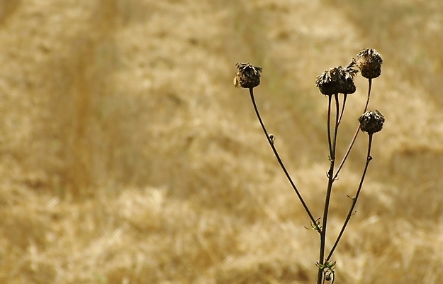 포토 JPG 해외이미지 밭 자연 사람없음 여름 태양 농장 농경지 줄무늬 수확 업무 황금 낟알 밀 블러 해외202004 해외포토 자연요소 계절 무늬 농업 곡류 작업 생태계 파일형식 이미지허브