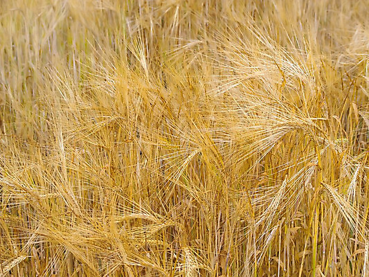 포토 JPG 해외이미지 밭 사람없음 농장 가을 밀가루 밀짚 해외202004 해외포토 계절 농업 짚 가루 파일형식 이미지허브