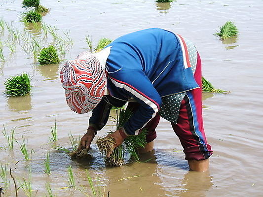 포토 JPG 해외이미지 전통 여자 아시아 문화 지구 밭 농업 태국 자연 밥 노동자 동양인 풍경 사람없음 물 농장 시골 업무 작업 선택 장면 남쪽 이국적 해외202004 해외포토 자연요소 직업 나라 산업 음식 컨셉 사람 인종 방향 생태계 파일형식 이미지허브