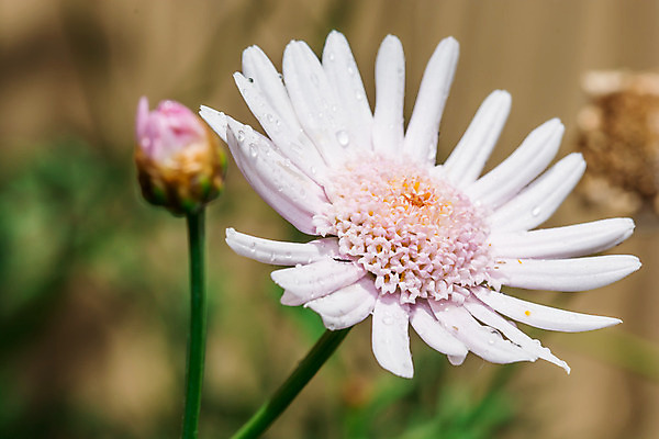 포토 JPG 해외이미지 식물 꽃잎 꽃 백그라운드 꽃무늬 밭 자연 사람없음 여름 정원 봄 벚꽃 흰색 닫기 해외202004 해외포토 계절 컬러 무늬 농업 모션 생태계 파일형식 이미지허브
