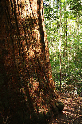 포토 JPG 해외이미지 나무 식물 꽃 모래 섬 잎 이끼 사람없음 목재 초록색 세계 사막 재산 호주 숲 열대우림 땅 묘사 나무껍질 해외202004 해외포토 컬러 재료 금융 껍질 오세아니아 파일형식 이미지허브
