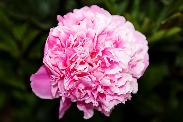 포토 JPG 해외이미지 식물 꽃잎 꽃 줄기 잎 꽃무늬 자연 사랑 사람없음 장식 초록색 정원 봄 벚꽃 신선 개화 다발 원예 캘리포니아 내추럴 작약 해외202004 해외포토 계절 감정 컬러 무늬 취미 미국 생태계 파일형식 이미지허브