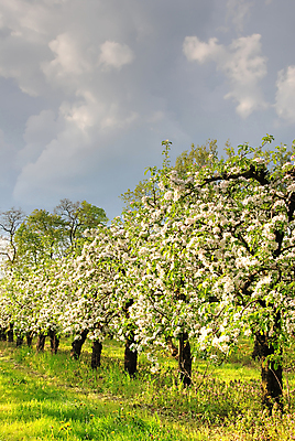 포토 JPG 해외이미지 나무 식물 구름 계절 꽃잎 행복 꽃무늬 자연 친절 따뜻함 사람없음 야외 초록색 빛 햇빛 정원 봄 나뭇가지 신선 개화 황금 달콤 사과 저녁 과수원 5월 원예 꽃가루 폭풍 폭풍우 세련 해외202004 해외포토 자연요소 꽃 감정 컬러 무늬 농업 과일 날씨 취미 태양 비_날씨 날짜 맛 야간 가루 자연재해 생태계 파일형식 이미지허브