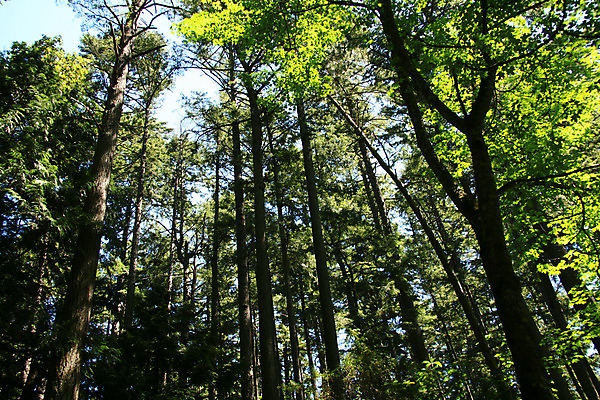 포토 JPG 해외이미지 나무 전통 섬 캐나다 자연 영국 사람없음 초록색 세계 여행객 정원 도시 재산 콜롬비아 숲 땅 지역 내추럴 벤쿠버 빅토리아 오리지널 해외202004 해외포토 식물 유럽 컬러 북아메리카 사람 금융 남아메리카 생태계 파일형식 이미지허브